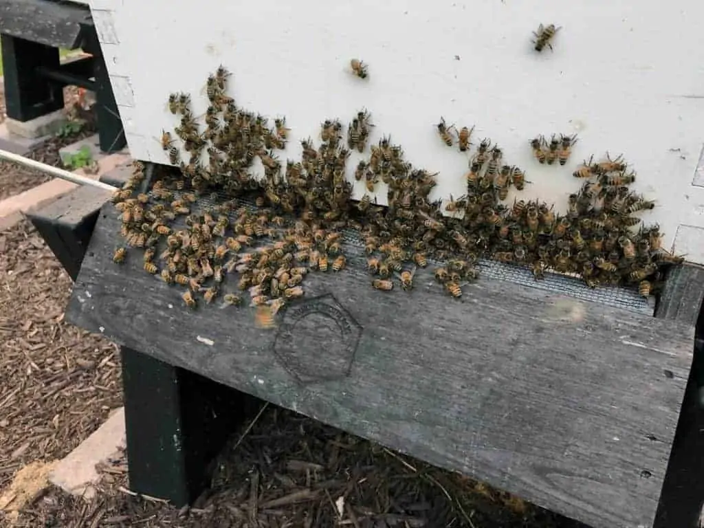 Bees at the entrance to a hive on a summer day