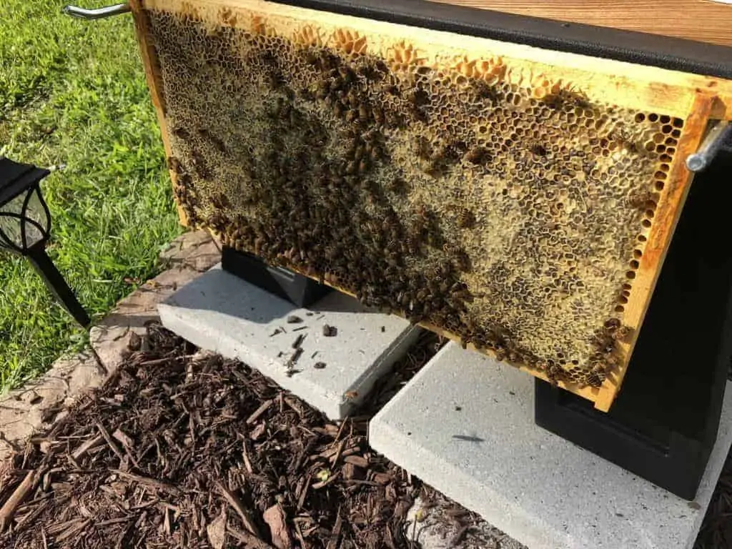 Honey Frame in Hive Wales