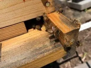 Making Wax in Hive Wales