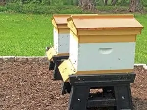 New Bee Hives - Week One