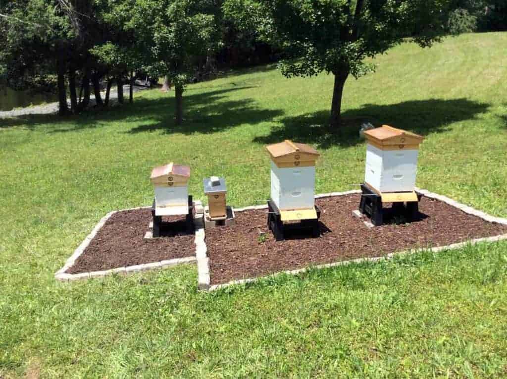 Third Hive Pre-Nuc Installation