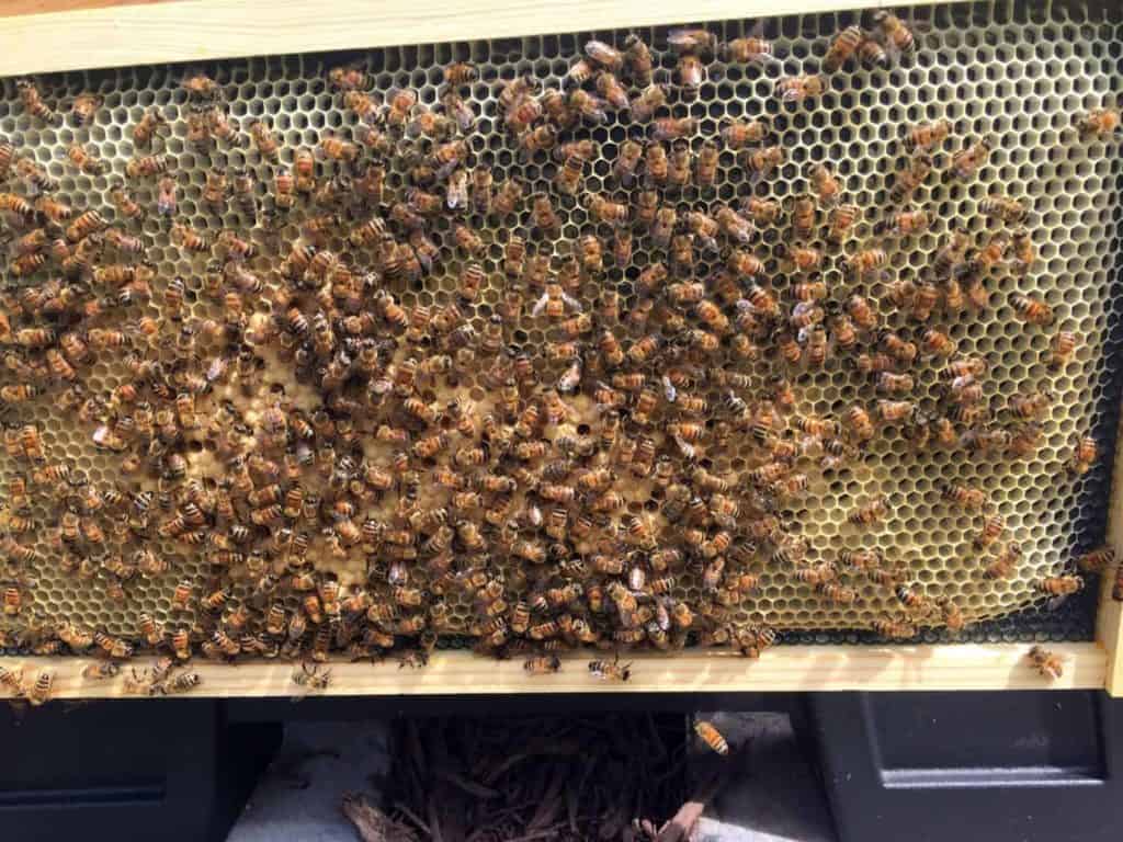 Newly Drawn Comb with Brood Pattern