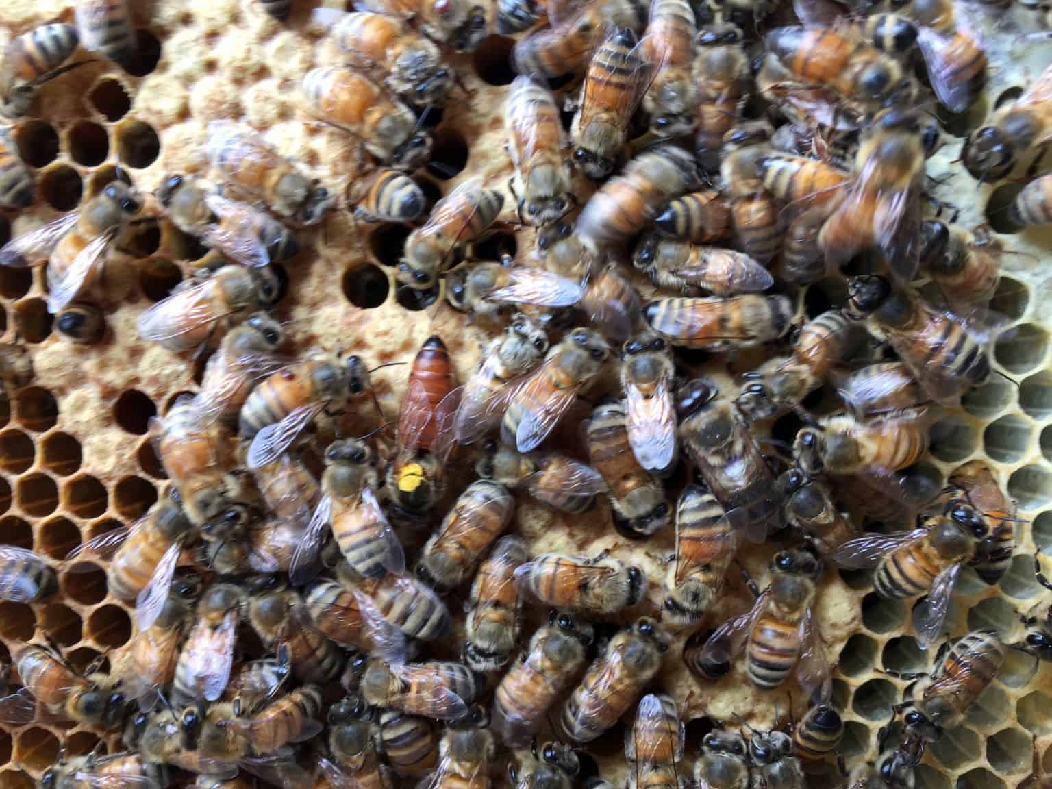 DIY Door Weather Stripping • % Queen Bee of Honey Dos