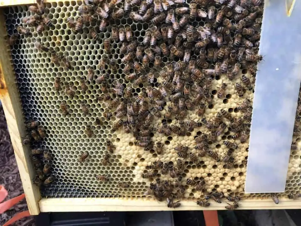 Recently Capped Brood in Hive Wales