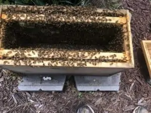The Nuc Box Full of Bees