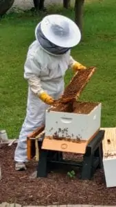 Bee Inspection