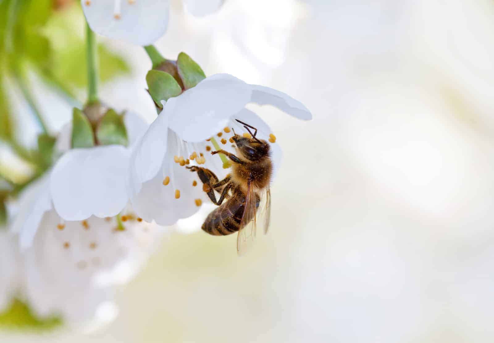 The Benefits of Bees PerfectBee