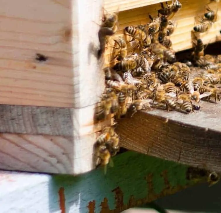 Bees at Hive