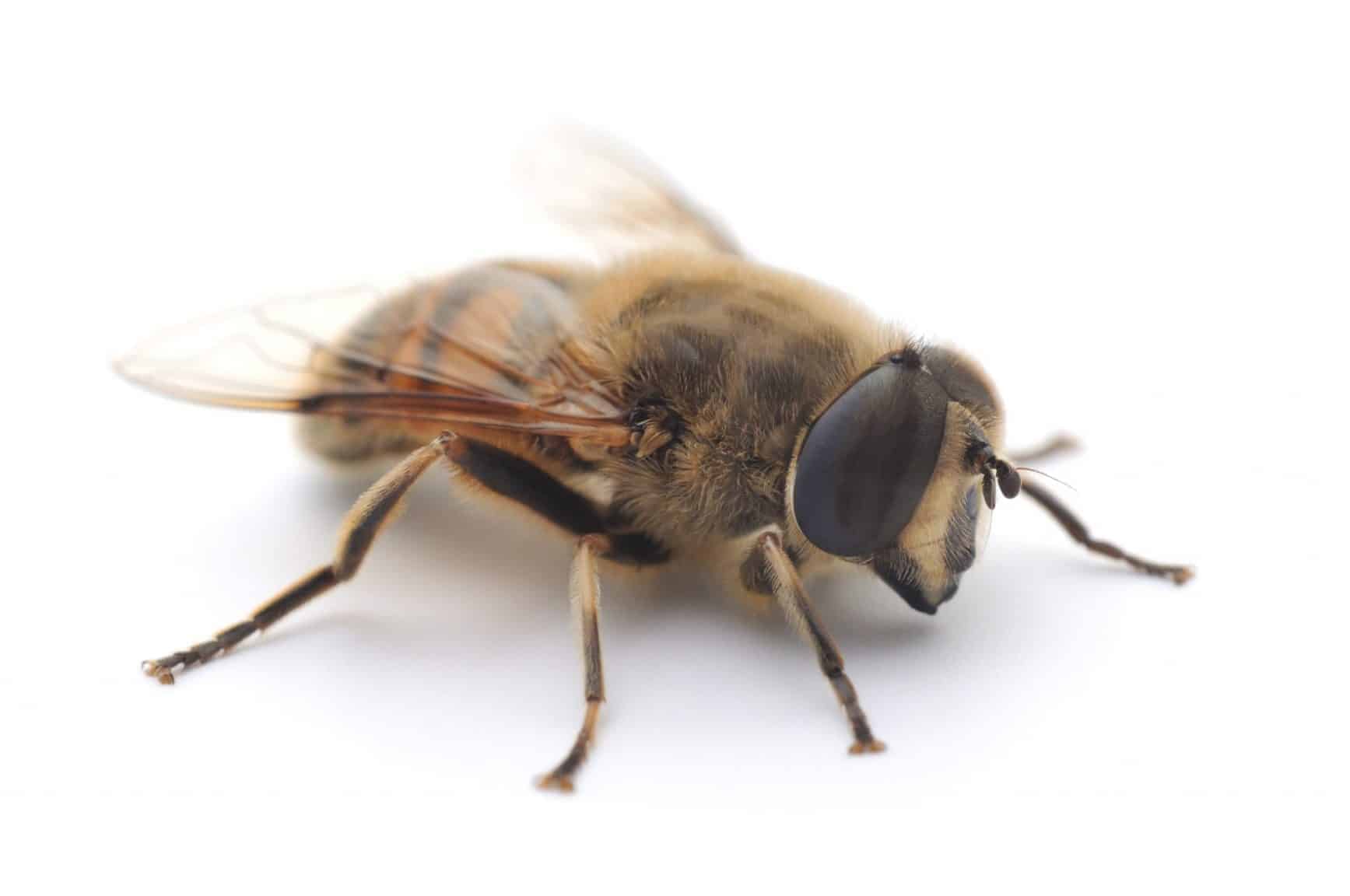 The Role of the Drone Bee PerfectBee