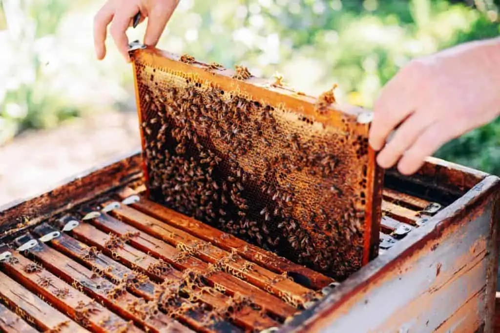 Harvesting Honey Frames