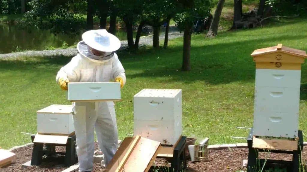 Hive Inspection