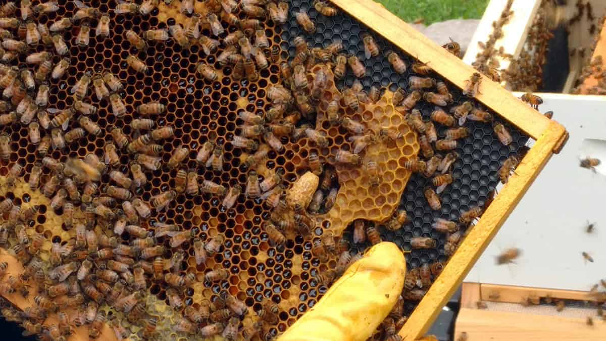 A Bee Yard Mystery - PerfectBee
