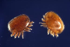 Varroa