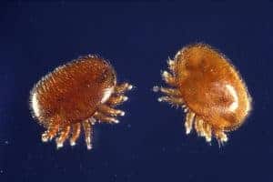 Is a Varroa-free colony a realistic goal?