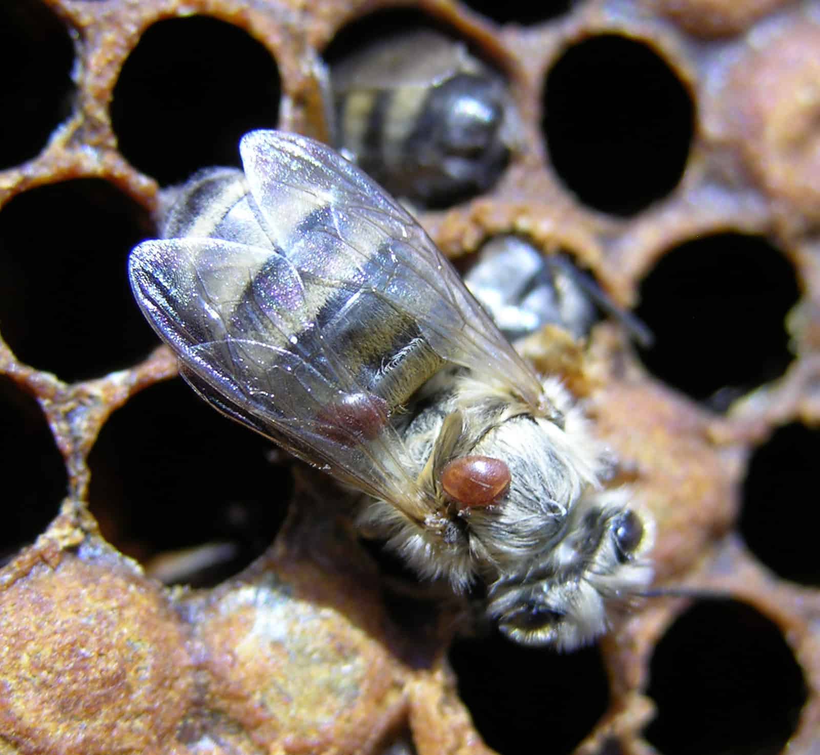 Varroa on honeybee