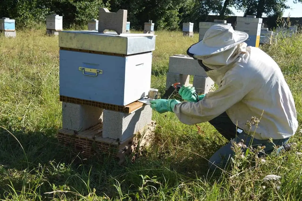 Oxylic acid to treat varroa