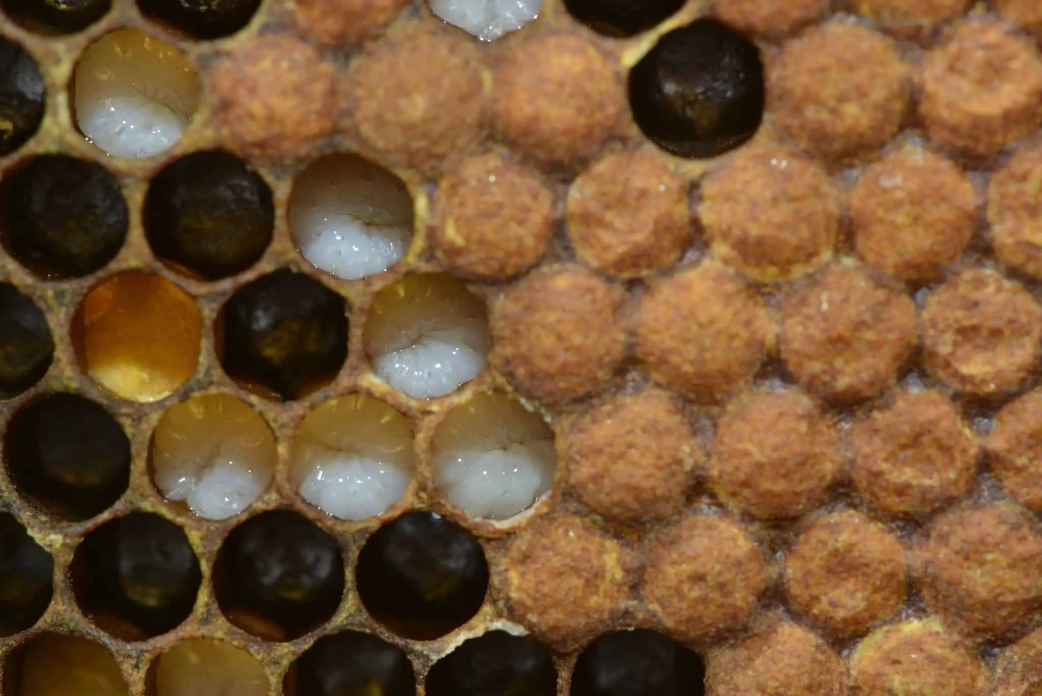Beehive frame