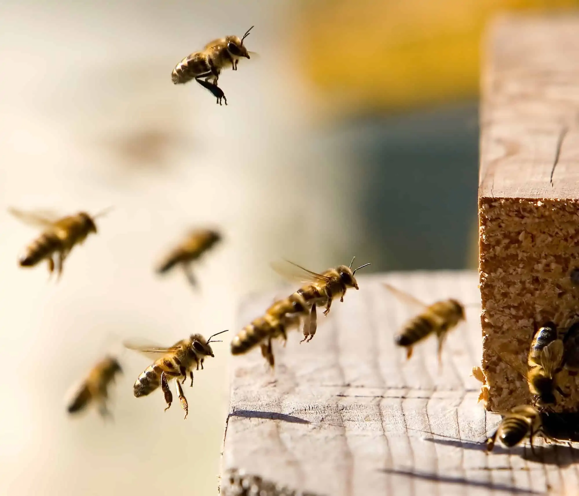 Bees entering hive