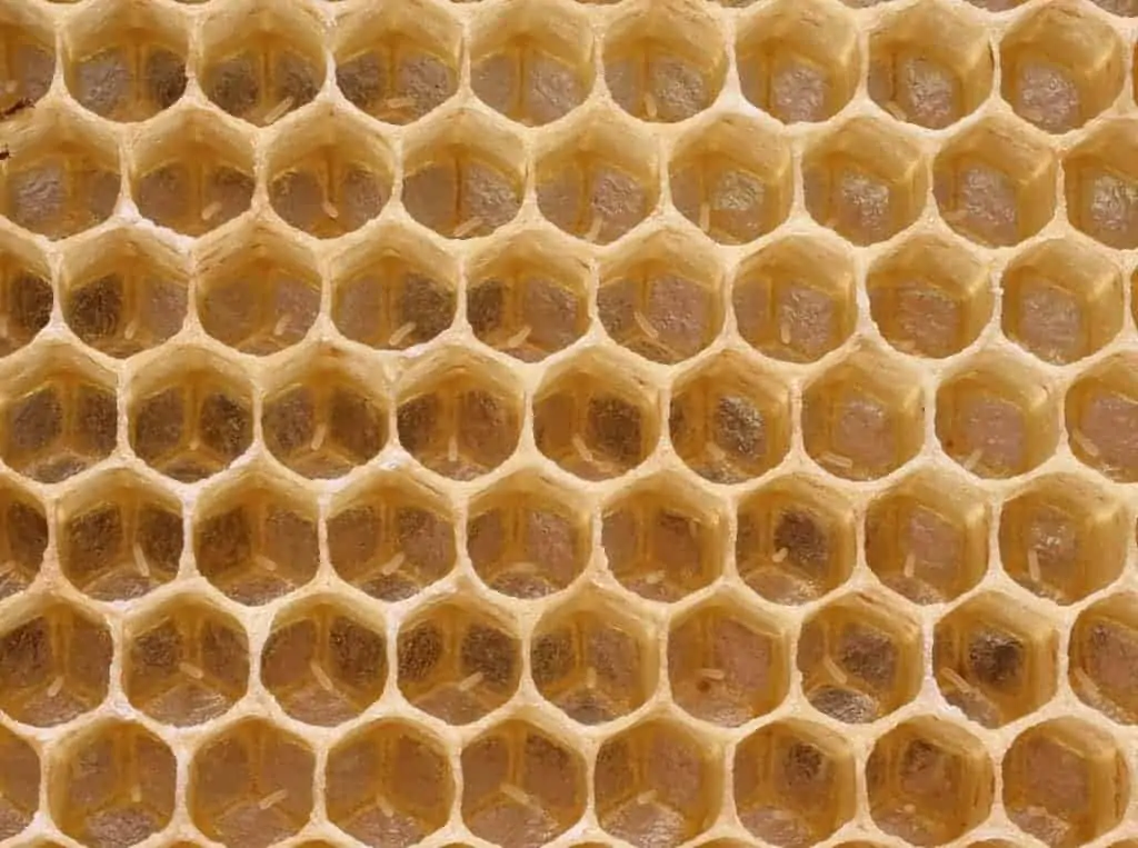Eggs in honeycomb