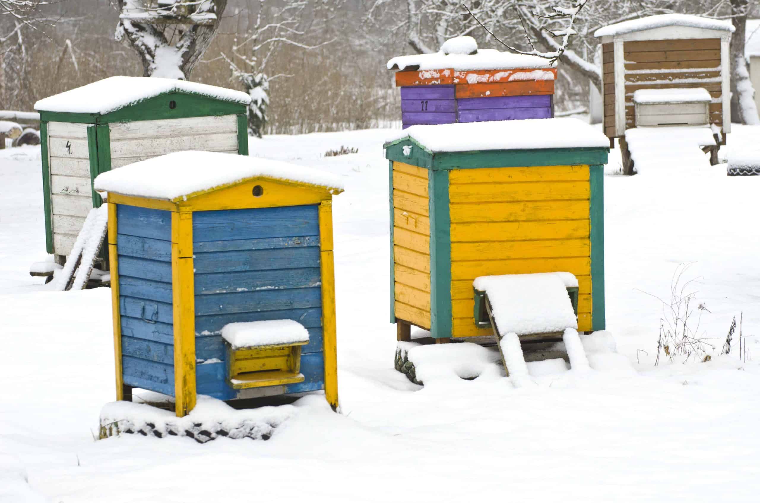 colorful wooden beehives in winter garden on snow