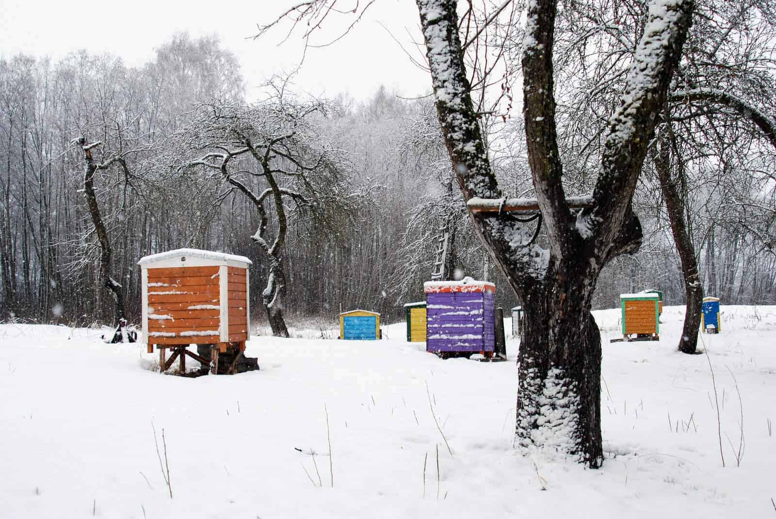 Hives in Snow