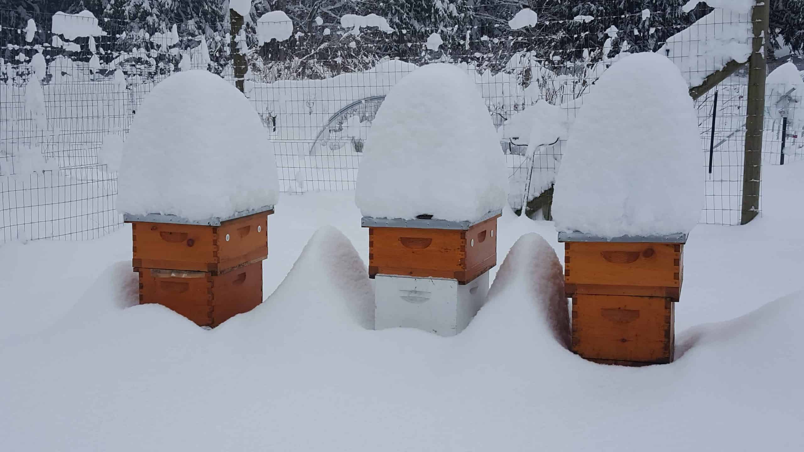Winter Langstroth Beehives