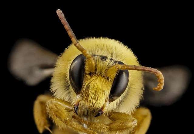 bee antennae