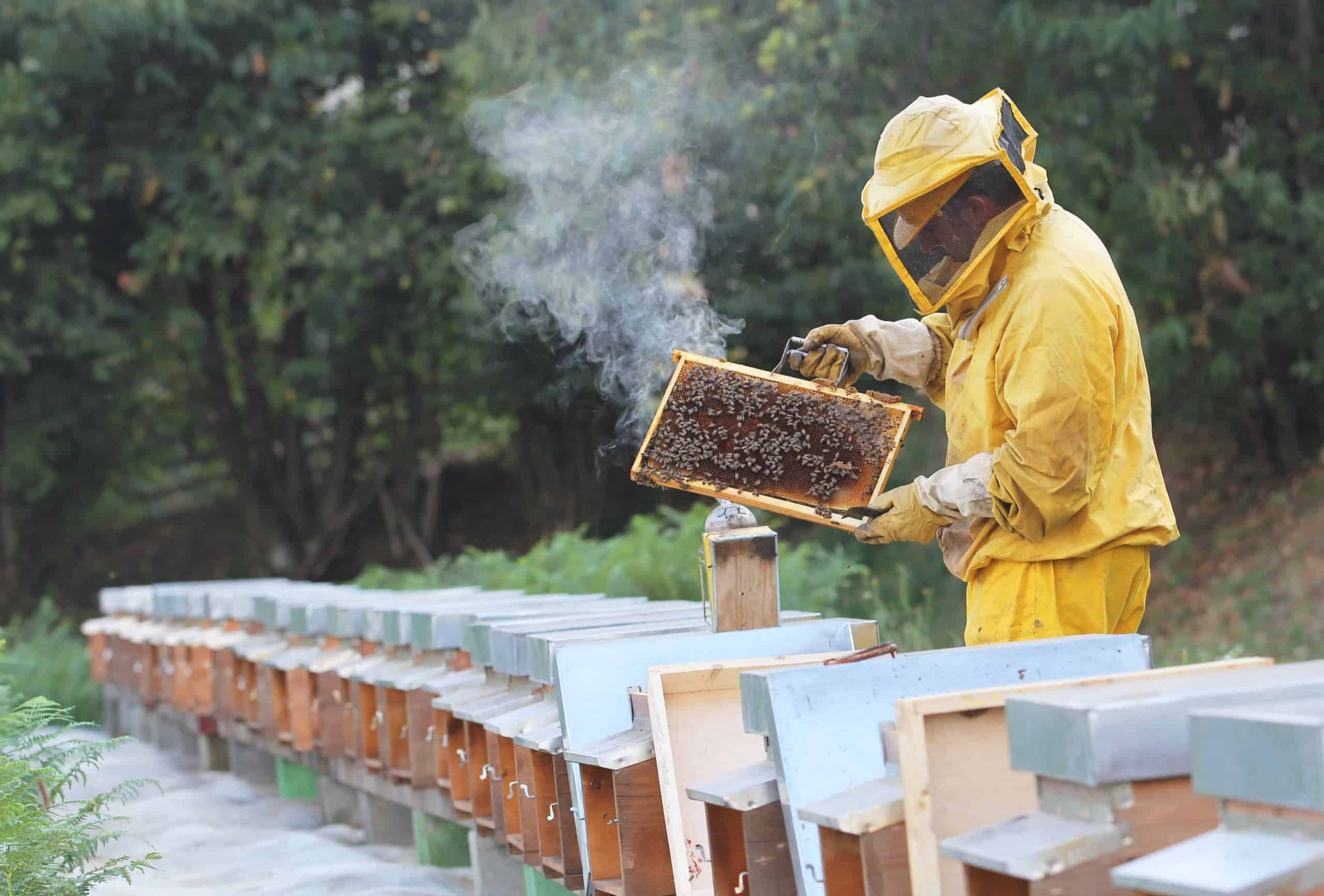 Beekeeper with honeycomb in hand