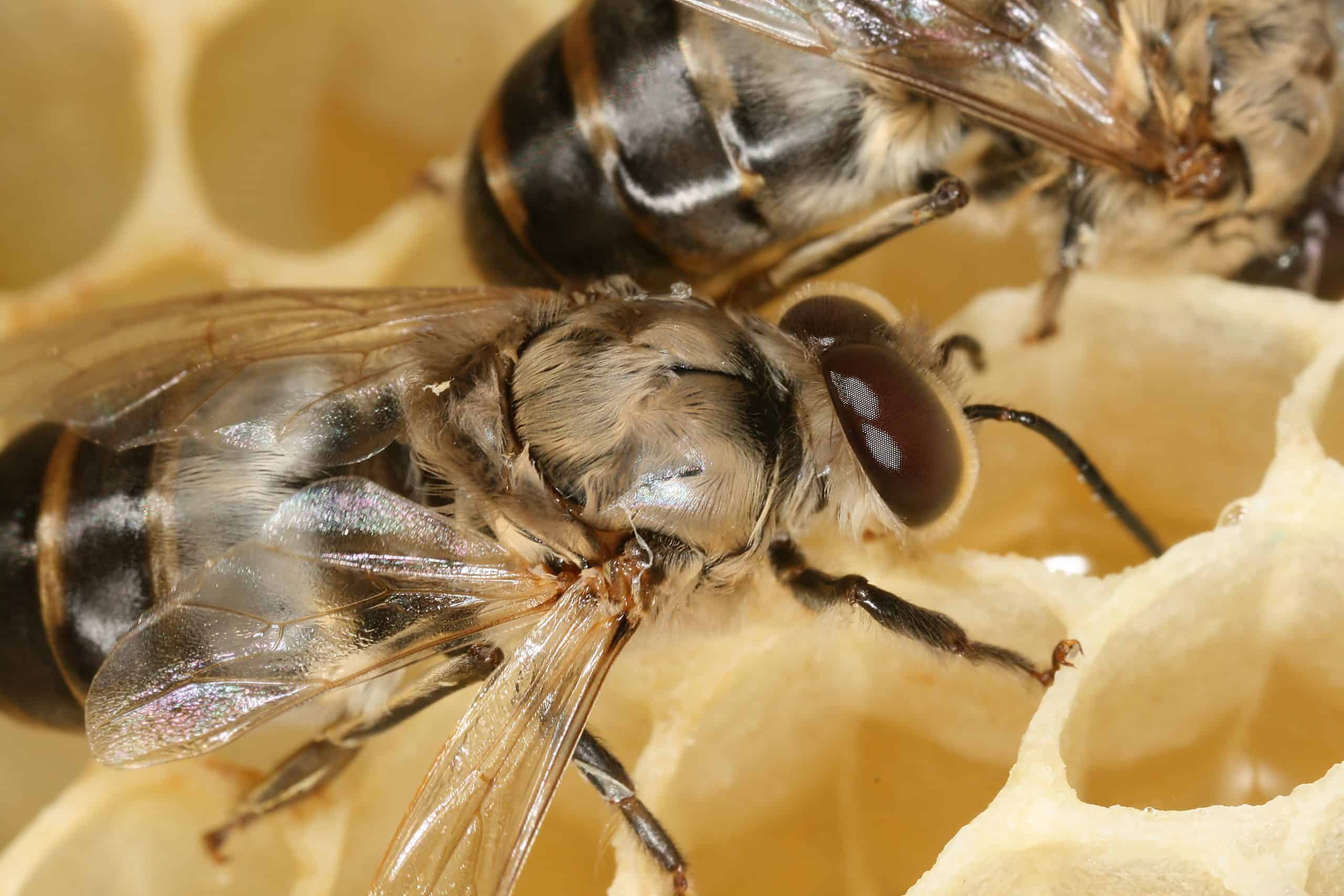 bibliotek Perfekt Personlig The Role of the Drone Bee - PerfectBee