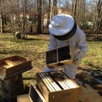 Sandy Soares, Beekeeping