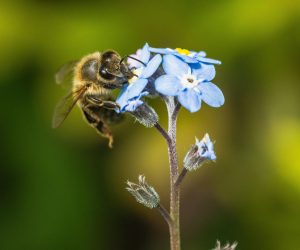 beeonforgetmenotflower