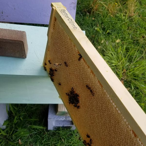 bettercomb assembled frames